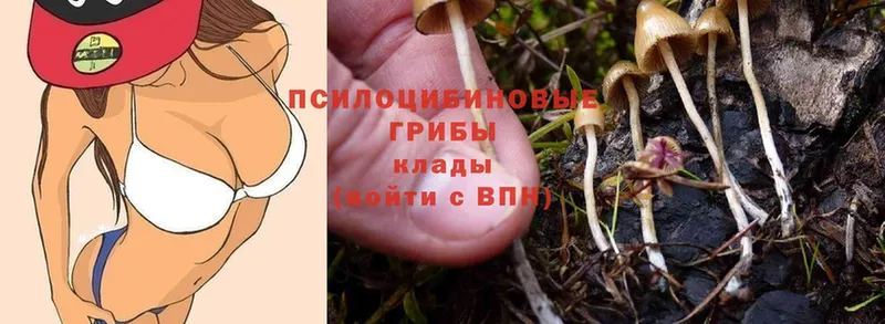 Псилоцибиновые грибы Magic Shrooms  Бахчисарай 