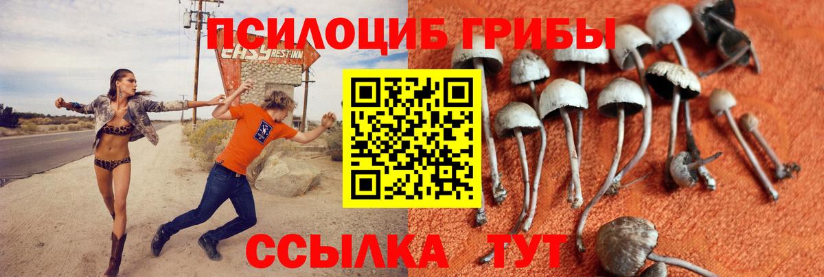 Галлюциногенные грибы Psilocybe  как найти   Бахчисарай 